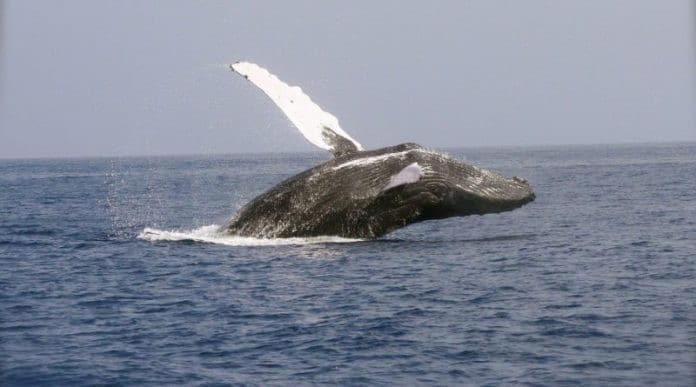 BTC-киты не переживают из-за волатильности, вызванной очередным твитов Илоном Маском