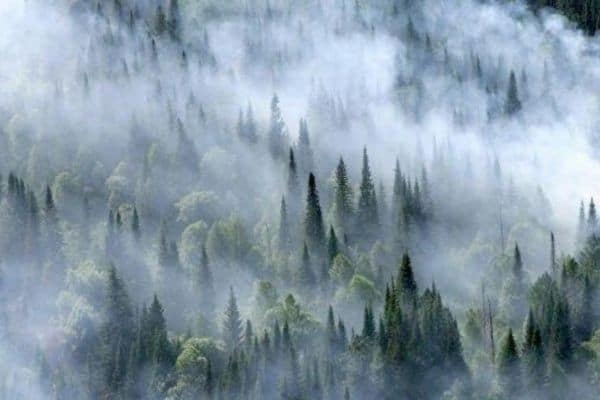 Москва придумала для Брюсселя лесной налог